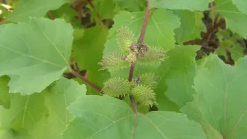 lampourde xanthium